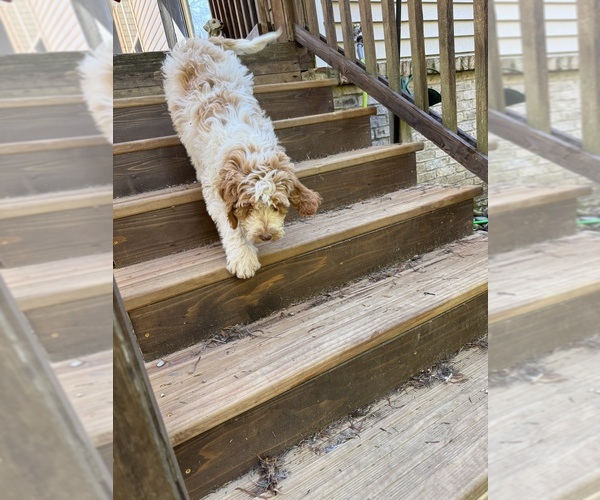 Medium Photo #46 Aussie-Poo-Goldendoodle Mix Puppy For Sale in COMMERCE, MI, USA