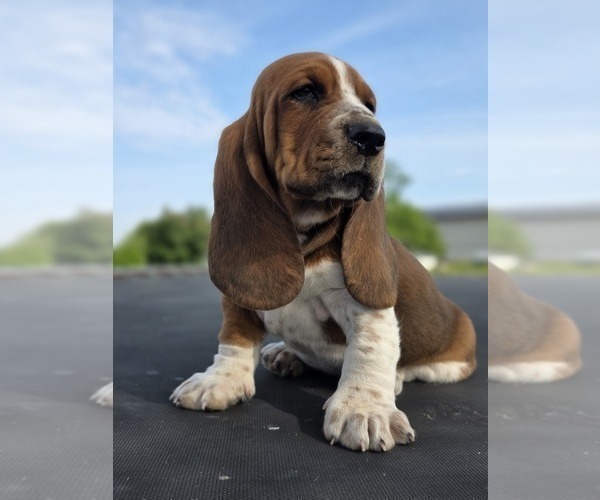 Medium Photo #4 Basset Hound Puppy For Sale in GREENLEAF, WI, USA