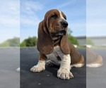 Small Photo #4 Basset Hound Puppy For Sale in GREENLEAF, WI, USA