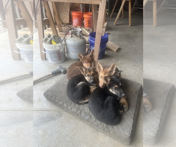 Medium Photo #1 German Shepherd Dog Puppy For Sale in OSAGE CITY, KS, USA