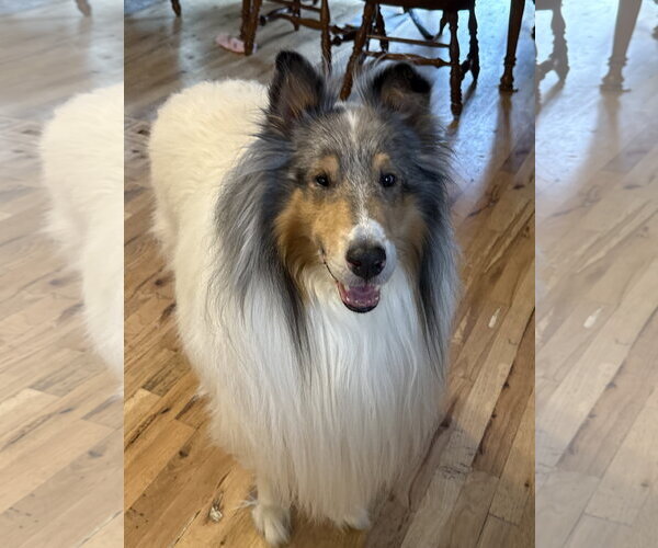 Medium Photo #2 Collie Puppy For Sale in Belleuve, NE, USA