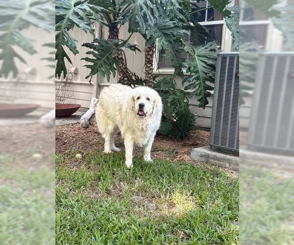 Medium Photo #5 Great Pyrenees Puppy For Sale in Spring, TX, USA