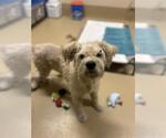 Small Mutt