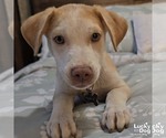 Small Labrador Retriever Mix