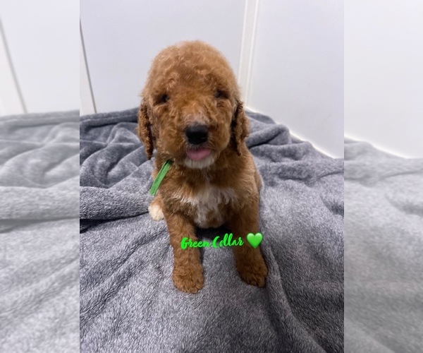 Medium Photo #1 Goldendoodle Puppy For Sale in INGLEWOOD, CA, USA