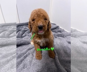 Goldendoodle Puppy for sale in INGLEWOOD, CA, USA
