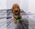 Small Photo #1 Goldendoodle Puppy For Sale in INGLEWOOD, CA, USA