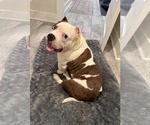 Small #4 American Bulldog