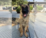 LALO - Male Mutt Dog for Adoption - Small photo