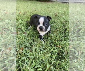 Boston Terrier Puppy for sale in FREDONIA, KS, USA