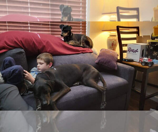 Medium Photo #3 Doberman Pinscher-Retriever  Mix Puppy For Sale in Virginia Beach, VA, USA