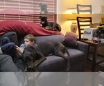 Small #2 Doberman Pinscher-Retriever  Mix