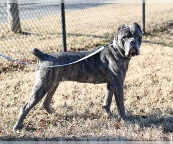 Medium Photo #4 Mutt Puppy For Sale in Glen Allen, VA, USA