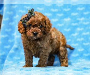 Cavapoo Puppy for sale in LIBERTY, KY, USA