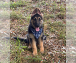 Small German Shepherd Dog