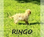 Small #2 Cavapoo