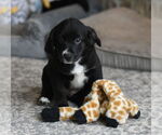 Small Beagle-Border Collie Mix