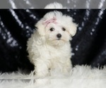 Small #5 Maltese