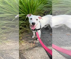 Boxer-Unknown Mix Dogs for adoption in Pompano Beach , FL, USA
