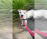 Small Photo #1 Boxer-Unknown Mix Puppy For Sale in Pompano Beach , FL, USA