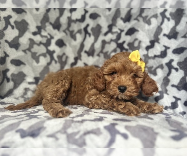 Medium Photo #5 Cavapoo Puppy For Sale in LAKELAND, FL, USA