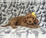 Small #4 Cavapoo
