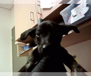 Mutt Dogs for adoption in Martinez, CA, USA