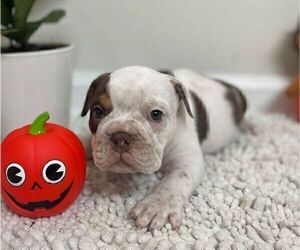 English Bulldog Puppy for sale in JOHNS ISLAND, SC, USA
