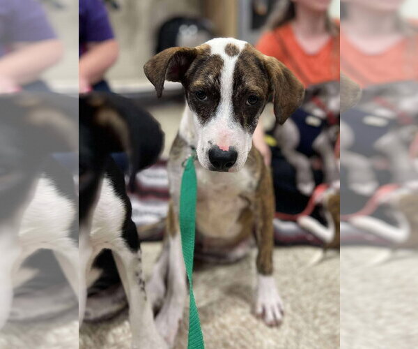 Medium Photo #13 Mutt Puppy For Sale in Minneapolis, MN, USA