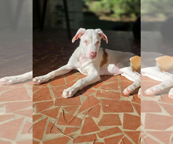 Medium Photo #5 American Pit Bull Terrier-Unknown Mix Puppy For Sale in Raleigh, NC, USA