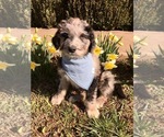 Small Photo #4 Australian Shepherd-Doodle Mix Puppy For Sale in RUDY, AR, USA