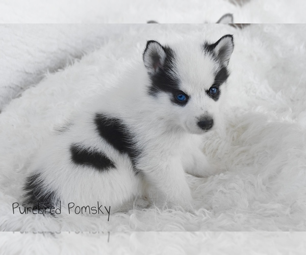 Medium Photo #4 Pomsky Puppy For Sale in KANSAS CITY, MO, USA