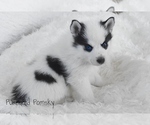 Small #3 Pomsky