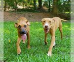 Small Photo #3 Black Mouth Cur-Boxer Mix Puppy For Sale in Greenville, SC, USA