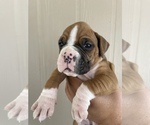 Small Photo #4 Boxer Puppy For Sale in LUCERNE VALLEY, CA, USA