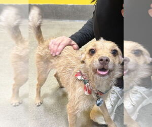 Norfolk Terrier-Unknown Mix Dogs for adoption in Greenbelt, MD, USA