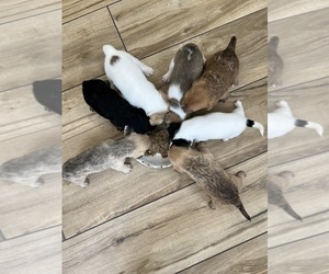 French Bulldog-Poovanese Mix Puppy for sale in OSTEEN, FL, USA