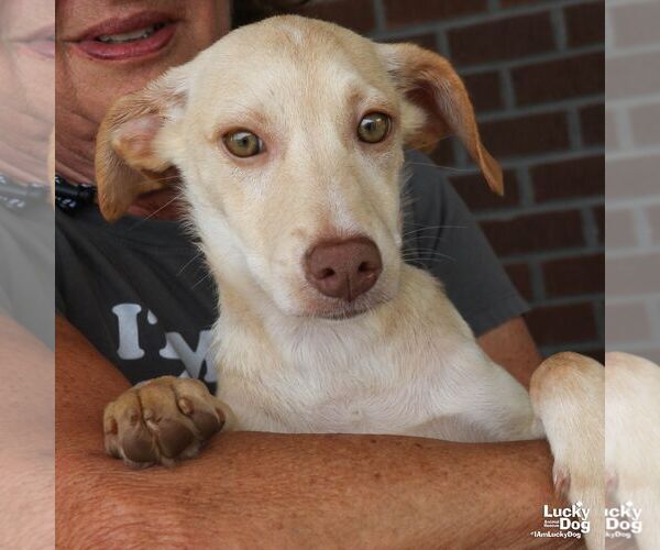 Medium Photo #6 Retriever -Unknown Mix Puppy For Sale in Washington, DC, USA