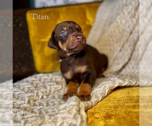 Medium Doberman Pinscher
