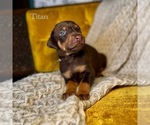Puppy Titan Doberman Pinscher