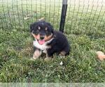 Small #5 Australian Shepherd