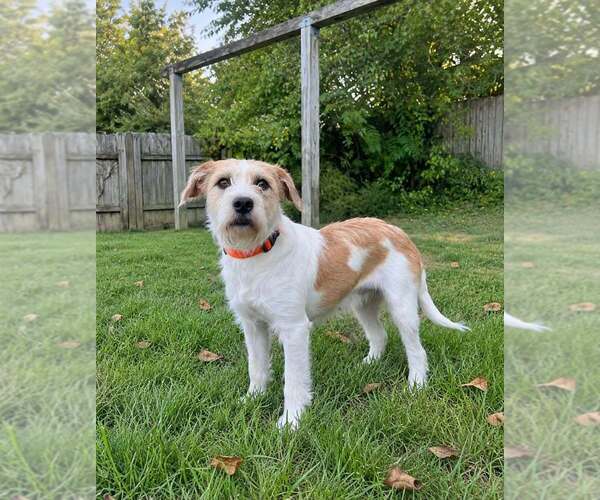 Medium Photo #1 Mutt Puppy For Sale in Aurora, IN, USA