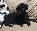 Small #2 Poodle (Miniature)