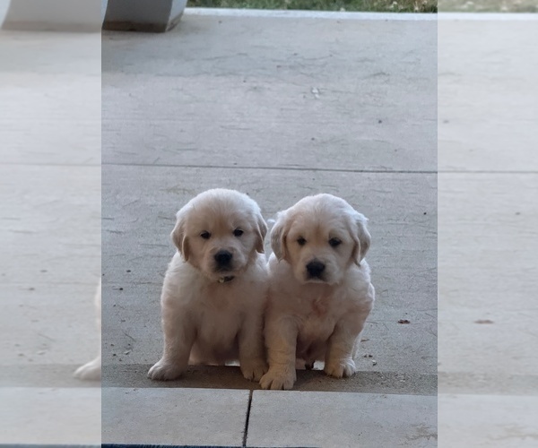 Medium Photo #10 English Cream Golden Retriever Puppy For Sale in BYRON CENTER, MI, USA