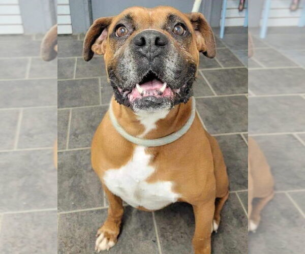 Medium Photo #5 Boxer Puppy For Sale in Burnsville, MN, USA