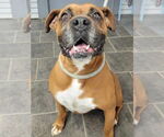 Small #4 Boxer