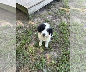 Medium Australian Shepherd-Old English Sheepdog Mix