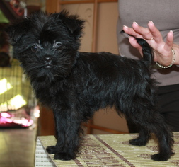 Affenpinscher Puppy for sale in Lviv, Lviv, Ukraine