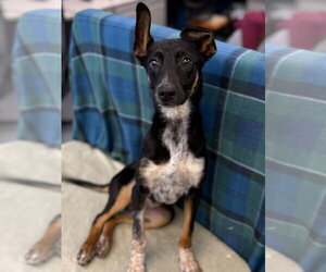 Shepradors Dogs for adoption in Lakewood, CO, USA