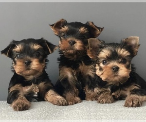 Yorkshire Terrier Puppy for sale in BREA, CA, USA
